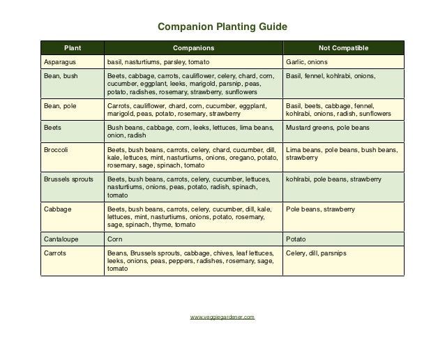 Kale Companion Planting Chart