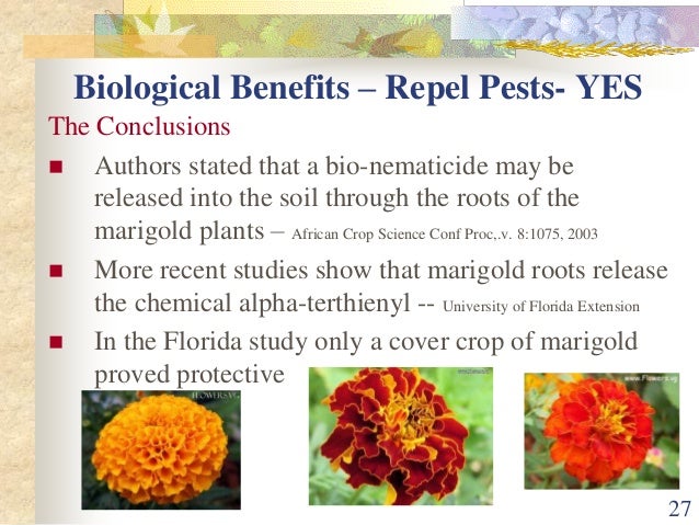 marigold plant benefits