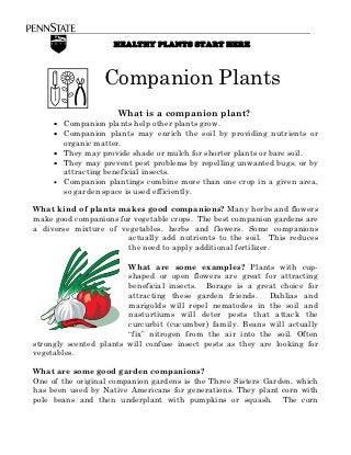 HEALTHY PLANTS START HERE



                  Companion Plants
                     What is a companion plant?
     • Companion plants help other plants grow.
     • Companion plants may enrich the soil by providing nutrients or
       organic matter.
     • They may provide shade or mulch for shorter plants or bare soil.
     • They may prevent pest problems by repelling unwanted bugs, or by
       attracting beneficial insects.
     • Companion plantings combine more than one crop in a given area,
       so garden space is used efficiently.

What kind of plants makes good companions? Many herbs and flowers
make good companions for vegetable crops. The best companion gardens are
a diverse mixture of vegetables, herbs and flowers. Some companions
                       actually add nutrients to the soil. This reduces
                       the need to apply additional fertilizer.

                        What are some examples? Plants with cup-
                        shaped or open flowers are great for attracting
                        beneficial insects. Borage is a great choice for
                        attracting these garden friends. Dahlias and
                        marigolds will repel nematodes in the soil and
                        nasturtiums will deter pests that attack the
                        curcurbit (cucumber) family. Beans will actually
                        “fix” nitrogen from the air into the soil. Often
strongly scented plants will confuse insect pests as they are looking for
vegetables.

What are some good garden companions?
One of the original companion gardens is the Three Sisters Garden, which
has been used by Native Americans for generations. They plant corn with
pole beans and then underplant with pumpkins or squash. The corn
 