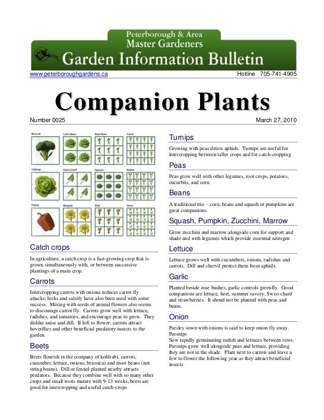 Companion Planting Chart For Okra