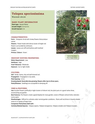 DROUGHT-BUSTING AUSTRALIAN NATIVE PLANTS                                                        SECTION 1:ACCENT PLANTS




  Telopea speciosissima
  Waratah shrub

  BASIC PLANT INFORMATION
  Plant type: Accent Plants
  Growth Height: 3 m to 4 m
  Growth Spread: 2 m




 CHARACTERISTICS:
 Form: Evergreen shrub with showy flowers that produce
 nectar.
 Flowers: Flower heads with dense cluster of bright red
 flowers surrounded by red bracts.
 Leaves: Leaves are stiff and leathery with toothed
 margins.
 Primary Colours: Green.

                                                                                          Click to View More
 DROUGHT BUSTING PROPERTIES:                                                              Plant Images Online
 Water Requirement: Low.
 Hardiness: High.
 Frost Tolerance: Moderate.
 Exposure: Sun or light shade.


 CULTURE:
 Soil: Sandy, loamy, clay and well-drained soil.
 Propagation: Propagation is by seeds.
 Plant Spacing: 1.5 m.
 Growing Speed: Generally slow growing; flowers after two to three years..
 Pests/Diseases: Seedlings are susceptible to damping off.


 USES & FEATURES:
 Use: As plant flowers polifically in tight clusters of vibrant red, the plant puts on a good native show,
 accentuating any garden.
 Best Features: The flowers create a good displaty for many garden; nectar of flowers attract birds; tolerates
 sunny spots.
 Disadvantages: Difficult to cultivate under normal garden conditions. Plants will not thrive in heavily shaded
 areas or in capopy of large trees.
 Companion Plants/Goes Well with: .
 Varieties/Related Species: Tolepea aspera, Tolepea mongaensis, Tolepea oreades and Tolepea truncate..




 NELSON SCOTT | AUSTRALIAN-NATIVE-PLANTS.COM              11
 