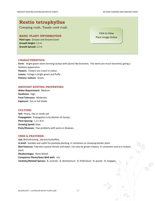 DROUGHT-BUSTING AUSTRALIAN NATIVE PLANTS                                           SECTION 3:GRASSES AND GROUND COVER




  Restio tetraphyllus
  Creeping rush, Tassle cord rush
                                                                               Click to View
  BASIC PLANT INFORMATION                                                   Plant Image Online
  Plant type: Grasses and Ground Cover
  Growth Height: 1.5 m
  Growth Spread: 1.2 m




 CHARACTERISTICS:
 Form: Bright green stems forming clumps with plume like branches. The stems are much branched, giving a
 feathery appearance.
 Flowers: Flowers are cream in colour.
 Leaves: Foliage is bright green and fluffy .
 Primary Colours: Green.


 DROUGHT BUSTING PROPERTIES:
 Water Requirement: Medium.
 Hardiness: High.
 Frost Tolerance: Moderate.
 Exposure: Sun or full shade.


 CULTURE:
 Soil: Heavy, clay or sandy soil.
 Propagation: Propagation is by division of clumps.
 Plant Spacing: 1.2-1.8 m.
 Growing Speed: Slow.
 Pests/Diseases: Few problems with pests or diseases.


 USES & FEATURES:
 Use: Bird attracting , attracts butterflies.
 In brief: Suitable and useful for poolside planting, in containers or clumping border plant.
 Best Features: Tolerates coastal climate and water. Can also be grown indoors, in containers and as a rockery
 plant.
 Disadvantages: None Noted.
 Companion Plants/Goes Well with: n/a.
 Varieties/Related Species: B. australe · B. dichotomum · B. fimbriatum · B. gracile · B. longipes ·




 NELSON SCOTT | AUSTRALIAN-NATIVE-PLANTS.COM             24
 