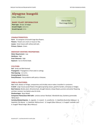 DROUGHT-BUSTING AUSTRALIAN NATIVE PLANTS                                                            SECTION 4:SHRUBS & HEDGES




  Alyogyne huegelii
  Lilac Hibiscus
                                                                                     Click to View
  BASIC PLANT INFORMATION                                                         Plant Image Online
  Plant type: Shrubs & Hedges
  Growth Height: 1.8-2.4 m
  Growth Spread: 2.4 m




 CHARACTERISTICS:
 Form: An evergreen shrub with large blue flowers.
 Flowers: Flowers are cream or mauve or lilac.
 Leaves: Green leaves with solitary leaf axils.
 Primary Colours: Green.


 DROUGHT BUSTING PROPERTIES:
 Water Requirement: Low.
 Hardiness: High.
 Frost Tolerance: High.
 Exposure: Sun to Partial shade.


 CULTURE:
 Soil: Sandy and Well drained.
 Propagation: Propagation is from seed or cuttings.
 Plant Spacing: 1.2-1.8 m.
 Growing Speed: Moderate.
 Pests/Diseases: Few problems with pests or diseases.


 USES & FEATURES:
 Use: Small, deeply cut foliage, compactness and shrubby nature makes it excellent in containers.
 In brief: Large mauve-purple flowers throughout growing season, good for borders, entryways or hedges.
 Best Features: Border plant, Attractive bark, drought tolerant, showy flowers,summer and winter flowering
 and deer resistant, has habitat value for birds.
 Disadvantages: None Noted.
 Companion Plants/Goes Well with: Lantana camara 'Rainbow', Mandevilla laxa, Gardenia jasminoides
 'White Gem'.
 Varieties/Related Species: A. angulata · A. cravenii · A. cuneiformis · A. hakeifolia (Australian Hibiscus) · A.
 hakeifolia 'Elle Maree' · A. hakeifolia 'Melissa Anne' · A. huegelii (Blue Hibiscus) · A. huegelii 'Lavender Lass' ·
 A. huegelii 'Mood Indigo' (Blue Hibiscus) ·




 NELSON SCOTT | AUSTRALIAN-NATIVE-PLANTS.COM                  27
 