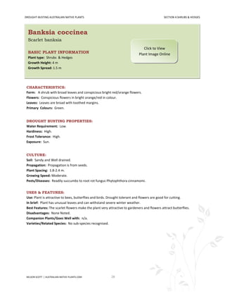 DROUGHT-BUSTING AUSTRALIAN NATIVE PLANTS                                                      SECTION 4:SHRUBS & HEDGES




  Banksia coccinea
  Scarlet banksia
                                                                                Click to View
  BASIC PLANT INFORMATION                                                    Plant Image Online
  Plant type: Shrubs & Hedges
  Growth Height: 4 m
  Growth Spread: 1.5 m




 CHARACTERISTICS:
 Form: A shrub with broad leaves and conspicious bright red/orange flowers.
 Flowers: Conspicious flowers in bright orange/red in colour.
 Leaves: Leaves are broad with toothed margins.
 Primary Colours: Green.


 DROUGHT BUSTING PROPERTIES:
 Water Requirement: Low.
 Hardiness: High.
 Frost Tolerance: High.
 Exposure: Sun.


 CULTURE:
 Soil: Sandy and Well drained.
 Propagation: Propagation is from seeds.
 Plant Spacing: 1.8-2.4 m.
 Growing Speed: Moderate.
 Pests/Diseases: Readily succumbs to root rot fungus Phytophthora cinnamomi.


 USES & FEATURES:
 Use: Plant is attractive to bees, butterflies and birds. Drought tolerant and flowers are good for cutting.
 In brief: Plant has unusual leaves and can withstand severe winter weather.
 Best Features: The scarlet flowers make the plant very attractive to gardeners and flowers attract butterflies.
 Disadvantages: None Noted.
 Companion Plants/Goes Well with: n/a.
 Varieties/Related Species: No sub-species recognised.




 NELSON SCOTT | AUSTRALIAN-NATIVE-PLANTS.COM              28
 