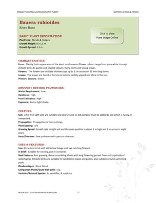 DROUGHT-BUSTING AUSTRALIAN NATIVE PLANTS                                                      SECTION 4:SHRUBS & HEDGES




  Bauera rubioides
  River Rose
                                                                                Click to View
  BASIC PLANT INFORMATION                                                    Plant Image Online
  Plant type: Shrubs & Hedges
  Growth Height: 0.3-1.5 m
  Growth Spread: 1.5 m




 CHARACTERISTICS:
 Form: Dainty fresh appearance of the plant in all seasons.Flower colours range from pure white through
 delicate pinks to purple and shaded colours. Hairy stems and young leaves.
 Flowers: The flowers are delicate shallow cups up to 2 cm across on 25 mm long stems.
 Leaves: The leaves are found in horizontal whorls, widely spaced and shine in the sun.
 Primary Colours: Green.


 DROUGHT BUSTING PROPERTIES:
 Water Requirement: Low.
 Hardiness: High.
 Frost Tolerance: High.
 Exposure: Sun or light shade.


 CULTURE:
 Soil: Lime-free light soils are suitable and coarse sand or old compost must be added to soil which is heavy or
 compacted.
 Propagation: Propagation is from cuttings.
 Plant Spacing: n/a.
 Growing Speed: Growth rate in light soil and the open position is about 1 m high and 3 m across in eight
 years.
 Pests/Diseases: Few problems with pests or diseases.


 USES & FEATURES:
 Use: Attractive shrub with attractive foliage and eye catching flowers.
 In brief: Suitable for rockery, pot or container.
 Best Features: Fast growing, dense scrambling shrub with long flowering period. Tolerant to periods of
 waterloging. Attracts birds and suitable for sandstone slopes and gullies, also suitable around swimming
 pools.
 Disadvantages: None Noted.
 Companion Plants/Goes Well with: n/a.
 Varieties/Related Species: B. sessiliflor, B. capitata.




 NELSON SCOTT | AUSTRALIAN-NATIVE-PLANTS.COM              30
 