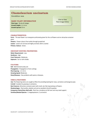 DROUGHT-BUSTING AUSTRALIAN NATIVE PLANTS                                                     SECTION 4:SHRUBS & HEDGES




  Chamelaucium uncinatum
  Geraldton wax
                                                                               Click to View
  BASIC PLANT INFORMATION                                                   Plant Image Online
  Plant type: Shrubs & Hedges
  Growth Height: 1.2-1.8 m
  Growth Spread: 0.9 m




 CHARACTERISTICS:
 Form: The wax flower is an evergreen profusively grown for the cut flowers and an attractive container
 plant.
 Flowers: Flower colours from white through purple/red.
 Leaves: Leaves are narrow and highly aromatic when crushed .
 Primary Colours: Green.


 DROUGHT BUSTING PROPERTIES:
 Water Requirement: Low.
 Hardiness: High.
 Frost Tolerance: Moderate.
 Exposure: Sun or semi-shade.


 CULTURE:
 Soil: Well drained sandy soil.
 Propagation: Propagation is from cuttings.
 Plant Spacing: 1.2-1.8 m.
 Growing Speed: Moderate.
 Pests/Diseases: Few problems with pests or diseases.


 USES & FEATURES:
 Use: The flowering stems are sought as fillers for providing backing for roses, carnations and kangaroo paw.
 In brief: Suitable for growing in containers.
 Best Features: Attractive container plant with small, star-like long lasting cut flowers.
 Disadvantages: Plant prefers alkaline soil and an excellent shrub for garden.
 Companion Plants/Goes Well with: Plant has a tendency to fall over and may need support.
 Varieties/Related Species: C.megalopetalum, C.uncinatum.




 NELSON SCOTT | AUSTRALIAN-NATIVE-PLANTS.COM              32
 