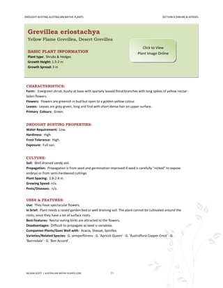 DROUGHT-BUSTING AUSTRALIAN NATIVE PLANTS                                                      SECTION 4:SHRUBS & HEDGES




  Grevillea eriostachya
  Yellow Flame Grevillea, Desert Grevillea
                                                                                Click to View
  BASIC PLANT INFORMATION                                                    Plant Image Online
  Plant type: Shrubs & Hedges
  Growth Height: 1.5-2 m
  Growth Spread: 3 m




 CHARACTERISTICS:
 Form: Evergreen shrub, bushy at base with sparsely leaved floral branches with long spikes of yellow nectar-
 laden flowers.
 Flowers: Flowers are greenish in bud but open to a golden-yellow colour.
 Leaves: Leaves are grey-green, long and find with short dense hair on upper surface.
 Primary Colours: Green.


 DROUGHT BUSTING PROPERTIES:
 Water Requirement: Low.
 Hardiness: High.
 Frost Tolerance: High.
 Exposure: Full sun.


 CULTURE:
 Soil: Well drained sandy soil.
 Propagation: Propagation is from seed and germination improved if seed is carefully "nicked" to expose
 embryo or from semi-hardwood cuttings.
 Plant Spacing: 1.8-2.4 m.
 Growing Speed: n/a.
 Pests/Diseases: n/a.


 USES & FEATURES:
 Use: They have spectacular flowers.
 In brief: Plant needs a raised garden bed or well draining soil. The plant cannot be cultivated around the
 roots, since they have a lot of surface roots.
 Best Features: Nectar eating birds are attracted to the flowers.
 Disadvantages: Difficult to propagate as seed is variablea.
 Companion Plants/Goes Well with: Acacia, Sheoak, Spinifex.
 Varieties/Related Species: G. semperflorens · G. 'Apricot Queen' · G. 'Austraflora Copper Crest' · G.
 'Bairnsdale' · G. 'Bon Accord'.




 NELSON SCOTT | AUSTRALIAN-NATIVE-PLANTS.COM              35
 