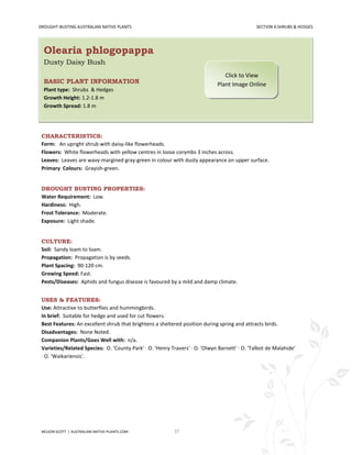 DROUGHT-BUSTING AUSTRALIAN NATIVE PLANTS                                                       SECTION 4:SHRUBS & HEDGES




  Olearia phlogopappa
  Dusty Daisy Bush
                                                                                Click to View
  BASIC PLANT INFORMATION                                                    Plant Image Online
  Plant type: Shrubs & Hedges
  Growth Height: 1.2-1.8 m
  Growth Spread: 1.8 m




 CHARACTERISTICS:
 Form: An upright shrub with daisy-like flowerheads.
 Flowers: White flowerheads with yellow centres in loose corymbs 3 inches across.
 Leaves: Leaves are wavy-margined gray-green in colour with dusty appearance on upper surface.
 Primary Colours: Grayish-green.


 DROUGHT BUSTING PROPERTIES:
 Water Requirement: Low.
 Hardiness: High.
 Frost Tolerance: Moderate.
 Exposure: Light shade.


 CULTURE:
 Soil: Sandy loam to loam.
 Propagation: Propagation is by seeds.
 Plant Spacing: 90-120 cm.
 Growing Speed: Fast.
 Pests/Diseases: Aphids and fungus disease is favoured by a mild and damp climate.


 USES & FEATURES:
 Use: Attractive to butterflies and hummingbirds.
 In brief: Suitable for hedge and used for cut flowers.
 Best Features: An excellent shrub that brightens a sheltered position during spring and attracts birds.
 Disadvantages: None Noted.
 Companion Plants/Goes Well with: n/a.
 Varieties/Related Species: O. 'County Park' · O. 'Henry Travers' · O. 'Olwyn Barnett' · O. 'Talbot de Malahide'
 · O. 'Waikariensis'.




 NELSON SCOTT | AUSTRALIAN-NATIVE-PLANTS.COM               37
 