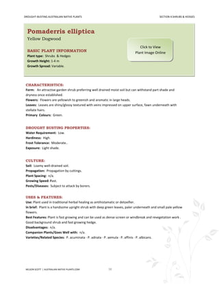 DROUGHT-BUSTING AUSTRALIAN NATIVE PLANTS                                                   SECTION 4:SHRUBS & HEDGES




  Pomaderris elliptica
  Yellow Dogwood
                                                                              Click to View
  BASIC PLANT INFORMATION                                                  Plant Image Online
  Plant type: Shrubs & Hedges
  Growth Height: 1-4 m
  Growth Spread: Variable.




 CHARACTERISTICS:
 Form: An attractive garden shrub preferring well drained moist soil but can withstand part shade and
 dryness once established.
 Flowers: Flowers are yellowish to greenish and aromatic in large heads.
 Leaves: Leaves are shiny/glossy textured with veins impressed on upper surface, fawn underneath with
 stellate hairs.
 Primary Colours: Green.


 DROUGHT BUSTING PROPERTIES:
 Water Requirement: Low.
 Hardiness: High.
 Frost Tolerance: Moderate..
 Exposure: Light shade.


 CULTURE:
 Soil: Loamy well-drained soil.
 Propagation: Propagation by cuttings.
 Plant Spacing: n/a.
 Growing Speed: Fast.
 Pests/Diseases: Subject to attack by borers.


 USES & FEATURES:
 Use: Plant used in traditional herbal healing as antihistamatic or detoxifier.
 In brief: Plant is a handsome upright shrub with deep green leaves, paler underneath and small pale yellow
 flowers.
 Best Features: Plant is fast growing and can be used as dense screen or windbreak and revegetation work .
 Good background shrub and fast growing hedge.
 Disadvantages: n/a.
 Companion Plants/Goes Well with: n/a.
 Varieties/Related Species: P. acuminata · P. adnata · P. aemula · P. affinis · P. albicans.




 NELSON SCOTT | AUSTRALIAN-NATIVE-PLANTS.COM             38
 