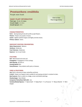 DROUGHT-BUSTING AUSTRALIAN NATIVE PLANTS                                                         SECTION 4:SHRUBS & HEDGES




  Prostanthera ovalifolia
  Purple mint bush
                                                                                  Click to View
  BASIC PLANT INFORMATION                                                      Plant Image Online
  Plant type: Shrubs & Hedges
  Growth Height: 1.2-1.8 m
  Growth Spread: 1.8 m




 CHARACTERISTICS:
 Form: Quick growing shrub with prolific pruple flowers.
 Flowers: Flowers are purple or mauve.
 Leaves: Slightly toothed margins and highly aromatic leaves.
 Primary Colours: Green.


 DROUGHT BUSTING PROPERTIES:
 Water Requirement: Medium.
 Hardiness: Moderate.
 Frost Tolerance: Moderate.
 Exposure: Sun or part shade.


 CULTURE:
 Soil: Well drained and moist soil.
 Propagation: Propagation is from cuttings.
 Plant Spacing: 90-120 cm.
 Growing Speed: Fast.
 Pests/Diseases: Few problems with pests or diseases.


 USES & FEATURES:
 Use: Plant is attractive to bees, butterflies and birds.
 In brief: Flowers are fragrant, plant suitable for xeriscaping and plant is resistant to deer.
 Best Features: Plant is useful as a hedge, screen and border plantings.
 Disadvantages: None Noted.
 Companion Plants/Goes Well with: n/a.
 Varieties/Related Species: P. 'Alpine Gold' · P. 'Badja Peak' · P. 'La Provence' · P. 'Mauve Mantle' · P. 'Mint
 Delight'.




 NELSON SCOTT | AUSTRALIAN-NATIVE-PLANTS.COM                39
 