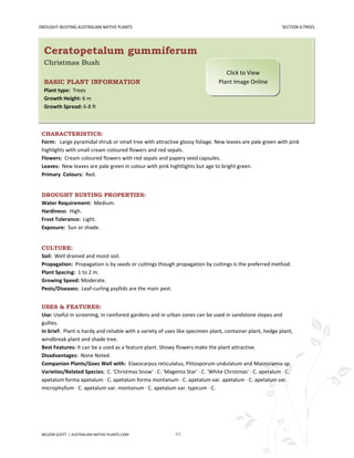 DROUGHT-BUSTING AUSTRALIAN NATIVE PLANTS                                                                   SECTION 6:TREES




  Ceratopetalum gummiferum
  Christmas Bush
                                                                                  Click to View
  BASIC PLANT INFORMATION                                                      Plant Image Online
  Plant type: Trees
  Growth Height: 6 m
  Growth Spread: 6-8 ft



 CHARACTERISTICS:
 Form: Large pyramidal shrub or small tree with attractive glossy foliage. New leaves are pale green with pink
 highlights with small cream coloured flowers and red sepals.
 Flowers: Cream coloured flowers with red sepals and papery seed capsules.
 Leaves: New leaves are pale green in colour with pink hightlights but age to bright green.
 Primary Colours: Red.


 DROUGHT BUSTING PROPERTIES:
 Water Requirement: Medium.
 Hardiness: High.
 Frost Tolerance: Light.
 Exposure: Sun or shade.


 CULTURE:
 Soil: Well drained and moist soil.
 Propagation: Propagation is by seeds or cuttings though propagation by cuttings is the preferred method.
 Plant Spacing: 1 to 2 m.
 Growing Speed: Moderate.
 Pests/Diseases: Leaf-curling psyllids are the main pest.


 USES & FEATURES:
 Use: Useful in screening, in rainforest gardens and in urban zones can be used in sandstone slopes and
 gullies.
 In brief: Plant is hardy and reliable with a variety of uses like specimen plant, container plant, hedge plant,
 windbreak plant and shade tree.
 Best Features: It can be a used as a feature plant. Showy flowers make the plant attractive.
 Disadvantages: None Noted.
 Companion Plants/Goes Well with: Elaeocarpus reticulatus, Pittosporum undulatum and Macrozamia sp.
 Varieties/Related Species: C. 'Christmas Snow' · C. 'Magenta Star' · C. 'White Christmas' · C. apetalum · C.
 apetalum forma apetalum · C. apetalum forma montanum · C. apetalum var. apetalum · C. apetalum var.
 microphyllum · C. apetalum var. montanum · C. apetalum var. typicum · C.




 NELSON SCOTT | AUSTRALIAN-NATIVE-PLANTS.COM                49
 