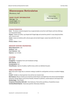 DROUGHT-BUSTING AUSTRALIAN NATIVE PLANTS                                                                SECTION 6:TREES




  Elaeocarpus Reticulatus
  Blueberry Ash
                                                                                 Click to View
  BASIC PLANT INFORMATION                                                     Plant Image Online
  Plant type: Tree
  Growth Height: 15 m
  Growth Spread: 5 m




 CHARACTERISTICS:
 Form: This dense crowned evergreen has an approximately conical form with flowers and fruits offering a
 stunning double display.
 Flowers: Flowers are white, cup-shaped with fringed edge and sometimes pinkish in rows along branchlets
 with a licorice scent.
 Leaves: Leaves are leathery with a drip tip apex and serrated margins. Leaves have white film over the
 surface.
 Primary Colours: Green.


 DROUGHT BUSTING PROPERTIES:
 Water Requirement: Low.
 Hardiness: High.
 Frost Tolerance: High.
 Exposure: Sun to shade.


 CULTURE:
 Soil: Sandy.
 Propagation: Propagation from semi-hardwood cuttings.
 Plant Spacing: 3-4 m.
 Growing Speed: Fast.
 Pests/Diseases: Species of sawfly or spitfire larvae, which can defoliate the plant.


 USES & FEATURES:
 Use: Grows well in large tubs or containers making it suitable for small gardens and also an excellent hedging
 plant.
 In brief: Suitable as a focal specimen tree and has non invasive roots.
 Best Features: Masses of white and sometimes pinkish flowers and bright blue fruits attract birds like Regent
 Bowerbird, Wonga Pigeons and Crimson Rosellas. Resistant to pollution, coastal exposure and tropical heat.
 Disadvantages: None Noted.
 Companion Plants/Goes Well with: Viola hederacea, Plectranthus parviflorus, Prostanthera incana
 Varieties/Related Species: Elaeocarpus grandis, Elaeocarpus obovatus.




 NELSON SCOTT | AUSTRALIAN-NATIVE-PLANTS.COM               50
 
