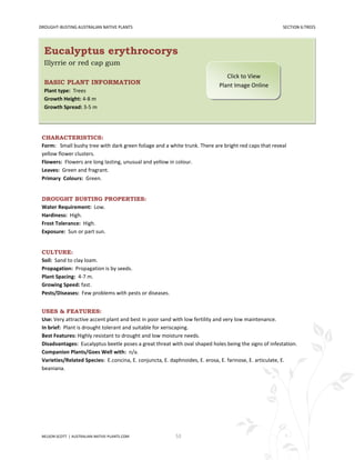 DROUGHT-BUSTING AUSTRALIAN NATIVE PLANTS                                                               SECTION 6:TREES




  Eucalyptus erythrocorys
  Illyrrie or red cap gum
                                                                               Click to View
  BASIC PLANT INFORMATION                                                   Plant Image Online
  Plant type: Trees
  Growth Height: 4-8 m
  Growth Spread: 3-5 m




 CHARACTERISTICS:
 Form: Small bushy tree with dark green foliage and a white trunk. There are bright red caps that reveal
 yellow flower clusters.
 Flowers: Flowers are long lasting, unusual and yellow in colour.
 Leaves: Green and fragrant.
 Primary Colours: Green.


 DROUGHT BUSTING PROPERTIES:
 Water Requirement: Low.
 Hardiness: High.
 Frost Tolerance: High.
 Exposure: Sun or part sun.


 CULTURE:
 Soil: Sand to clay loam.
 Propagation: Propagation is by seeds.
 Plant Spacing: 4-7 m.
 Growing Speed: fast.
 Pests/Diseases: Few problems with pests or diseases.


 USES & FEATURES:
 Use: Very attractive accent plant and best in poor sand with low fertility and very low maintenance.
 In brief: Plant is drought tolerant and suitable for xeriscaping.
 Best Features: Highly resistant to drought and low moisture needs.
 Disadvantages: Eucalyptus beetle poses a great threat with oval shaped holes being the signs of infestation.
 Companion Plants/Goes Well with: n/a.
 Varieties/Related Species: E.concina, E. conjuncta, E. daphnoides, E. erosa, E. farinose, E. articulate, E.
 beaniana.




 NELSON SCOTT | AUSTRALIAN-NATIVE-PLANTS.COM             53
 