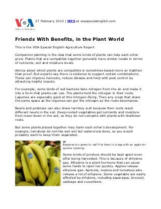 27 February 2012 | MP3 at voaspecialenglish.com




Friends With Benefits, in the Plant World
This is the VOA Special English Agriculture Report.

Companion planting is the idea that some kinds of plants can help each other
grow. Plants that are compatible together generally have similar needs in terms
of nutrients, soil and moisture levels.

Advice about which plants are compatible is sometimes based more on tradition
than proof. But experts say there is evidence to support certain combinations.
These can improve harvests, reduce disease and help with pest control by
attracting helpful insects.

For example, some kinds of soil bacteria take nitrogen from the air and make it
into a form that plants can use. The plants hold the nitrogen in their roots.
Legumes are especially good at this nitrogen-fixing. Then any crops that share
the same space as the legumes can get the nitrogen as the roots decompose.

Beans and potatoes can also share territory well because their roots reach
different levels in the soil. Deep-rooted vegetables get nutrients and moisture
from lower down in the soil, so they do not compete with plants with shallower
roots.

But some plants placed together may harm each other's development. For
example, tomatoes do not like wet soil but watercress does, so you would
probably want to keep them separated.

                              AP
                              Bananas too green to eat? Put them in a bag with an apple for
                              quicker ripening.

                              Some kinds of produce should be kept apart even
                              after being harvested. This is because of ethylene
                              gas. Ethylene is a plant hormone that can cause
                              some foods to ripen too quickly. Apples release
                              ethylene gas. Apricots, melons and tomatoes also
                              release a lot of ethylene. Some vegetable are easily
                              affected by ethylene, including asparagus, broccoli,
                              cabbage and cucumbers.
 