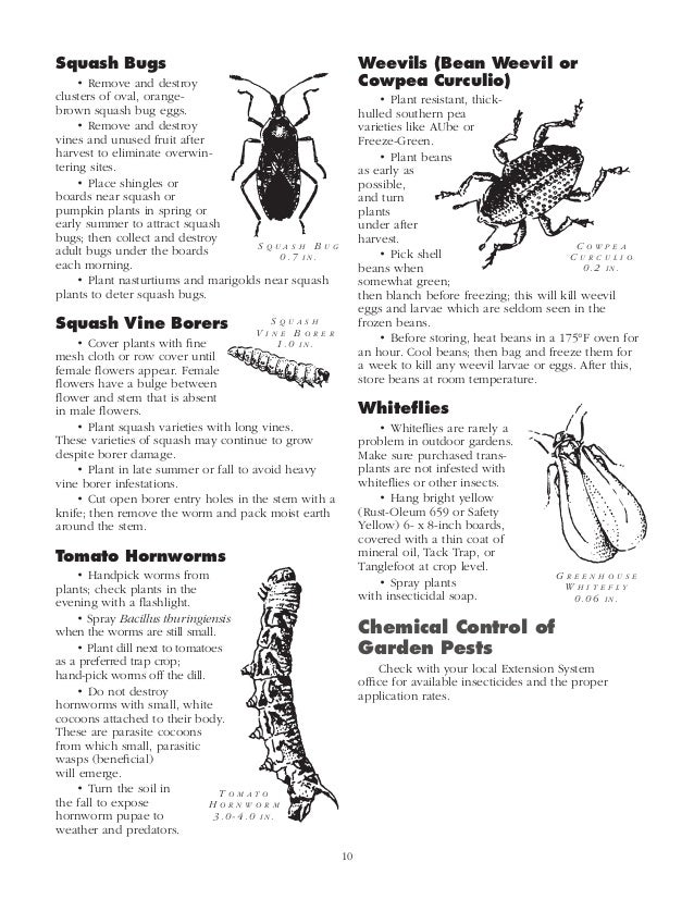 Garden Insect Pest Management in the Home Vegetable Garden - Auburn U…