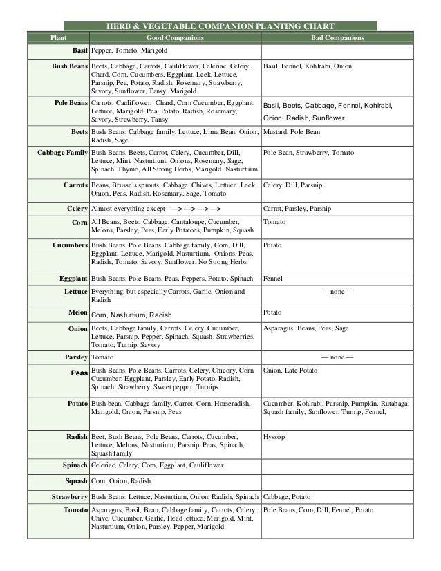 Plant Compatibility Vegetable Gardens Chart