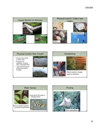 2/9/2009




                                                                              Physical Control: Collars and
       Copper Barriers for Molluscs                                                     Cages




                                                                                                    Plant Cage on Radishes
                                                                                                    Cabbage Maggot Control

                                                 Brown Garden Snail




                                                                      Tin Collar
                                                                      Cutworm Control




     Physical Control: Row Covers                                                       Handpicking
  • Covers many plants,
    or entire rows
  • Protection for
    seedlings, or during
    other vulnerable times
             lnerable
  • Light, thermal and air
    environment will be
    modified
                                                                                          Place insects in soapy
                                                                                          water to kill them




                 Water Sprays                                                             Pruning
                 Spider
                 Mites

                              Spray plants with water to
                                dislodge aphids.
                                                   Aphids
                                                    p
                                                    Aphids



  Spider mites
Must be sprayed regularly
 to prevent recolonization.

                                                                                         Tent caterpillars




                                                                                                                                  10
 