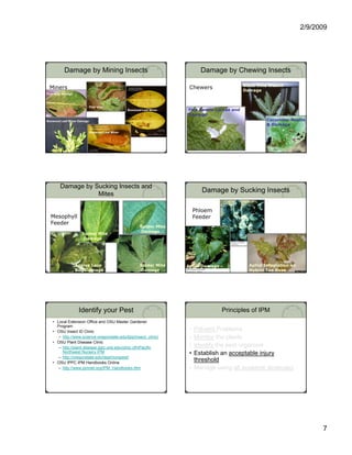 2/9/2009




          Damage by Mining Insects                                           Damage by Chewing Insects

                                                                                               Black Vine Weevil
 Miners                                                                Chewers                 Damage
Pear slug damage



                            Pear slug
                                                 Boxwood Leaf Miner   Flea Beetle Larvae and
                                                                      Damage
Boxwood Leaf Miner Damage                                                                               Cucumber Beetle
                                                                                                        & Damage
                            Boxwood Leaf Miner




        Damage by Sucking Insects and
                                                                             Damage by Sucking Insects
                   Mites

                                                                           Phloem
  Mesophyll                                                                Feeder
  Feeder
                                                        Spider Mite
                                                        Damage
                     Spider Mite
                     Damage




                   Azalea Lace                          Spider Mite   Aphid Damage               Aphid Infestation on
                   Bug Damage                           Damage                                   Hybrid Tea Rose




                    Identify your Pest                                               Principles of IPM
   • Local Extension Office and OSU Master Gardener
     Program
   • OSU Insect ID Clinic                                              • Prevent Problems
      – http://www.science.oregonstate.edu/bpp/insect_clinic/          • Monitor the plants
   • OSU Plant Disease Clinic
      – http://plant disease ippc orst edu/clinic cfmPacific
        http://plant-disease.ippc.orst.edu/clinic.cfmPacific           • Identify the pest organism
                                                                                y     p      g
        Northwest Nursery IPM                                          • Establish an acceptable injury
      – http://oregonstate.edu/dept/nurspest/
   • OSU IPPC IPM Handbooks Online
                                                                         threshold
      – http://www.ipmnet.org/IPM_Handbooks.htm                        • Manage using all available strategies




                                                                                                                              7
 