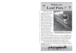 What are
                                                                                Leaf Pots ?




The Farmers' Handbook - "Near The House 2", Chapter 9 - Leaf Pots
                                                                          There are various
                                                                    methods to raise many
                                                                    different species of
                                                                    plant. Often, certain
                                                                    species cannot be trans-
                                                                    planted as small seed-
                                                                    lings, and they need to
                                                                    be sown direct in the
                                                                    garden or fields. When
                                                                    these species are sown,
                                                                    such as beans, pump-
                                                                    kins, gourds and cu-
                                                                    cumbers, lack of care
                                                                    for the small plants
                                                                    mean that many die due Watering leaf pots in a nursery
                                                                    to pests, weeds, lack of
                                                                    water, etc., and are wasted. But by sowing in a Leaf Pot nurs-
                                                                    ery, the plants can get the necessary care and attention when
                                                                    young, and be planted out when they are strong and healthy.
                                                                    This saves many seeds and plants from going to waste.
                                                                          This method of using large leaves to make into pots,
                                                                    filling them with fertile soil and growing seedlings is called a
                                                                    Leaf Pot Nursery.
 