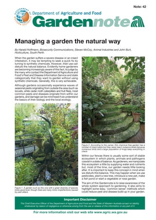 Note: 42




Managing a garden the natural way
By Harald Hoffmann, Biosecurity Communications, Steven McCoy, Animal Industries and John Burt,
Horticulture, South Perth.

When the garden suffers a severe disease or an insect
infestation, it may be tempting to seek a quick fix by
turning to synthetic chemicals. However, their use can
disturb the natural balance. Evidently home gardeners
are becoming increasingly aware of this fact, to judge by
the many who contact the Department of Agriculture and
Food’s Pest and Disease Information Service and state
categorically that they want to garden without using
synthetic chemicals. Generally, this is very achievable.
Although gardens occasionally experience waves of
seasonal pests originating from outside the area (such as
locusts, white cedar moth caterpillars and fruit flies), most
common pests and diseases originate from within our
gardens, and damage can be minimised if we understand
the basics of their biology and the local ecology.




                                                                        Figure 2. According to the owner, this chemical-free garden has a
                                                                        number of insect pests but they never reach nuisance levels because
                                                                        numerous birds and a large population of frogs keep everything in
                                                                        check.

                                                                        Within our fences there is usually some sort of stable
                                                                        ecosystem in which plants, animals and pathogens
                                                                        coexist in a state of balance. As gardeners, we manipulate
                                                                        this ecosystem a little by supplying water and nutrients
                                                                        but, most of the time, our garden needs little looking
                                                                        after. It is important to keep this concept in mind when
                                                                        we disturb this balance. This may happen when we use
                                                                        pesticides, plant a new tree, introduce a new pet, make
                                                                        a fish pond or start a vegetable or rose garden.
                                                                        The aim of this Gardennote is to raise awareness of the
                                                                        whole system approach to gardening. It also aims to
Figure 1. A garden such as this one with a great diversity of species
looks good even though there are many minor imperfections caused        highlight some easy, ‘common sense’ methods which
by pest attack.                                                         could reduce pest and disease build up in your garden.


                                                     Important Disclaimer
      The Chief Executive Officer of the Department of Agriculture and Food and the State of Western Australia accept no liability
          whatsoever by reason of negligence or otherwise arising from the use or release of this information or any part of it.


                    For more information visit our web site www.agric.wa.gov.au
 