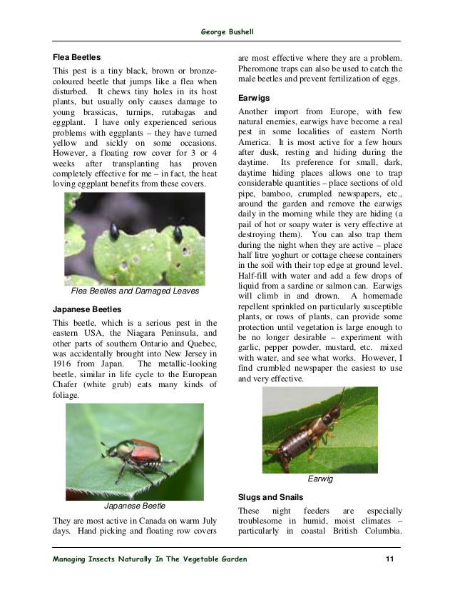 Managing Insects Naturally In The Vegetable Garden Ottawa Canada Managing Insects Naturally In The Vegetable Garden Ottawa Canada