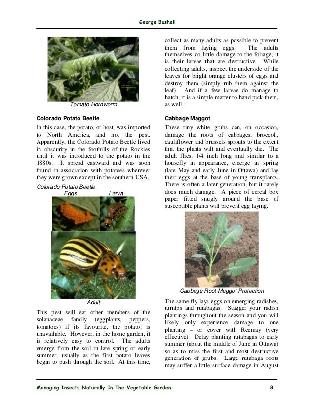 Managing Insects Naturally In The Vegetable Garden Ottawa Canada Managing Insects Naturally In The Vegetable Garden Ottawa Canada