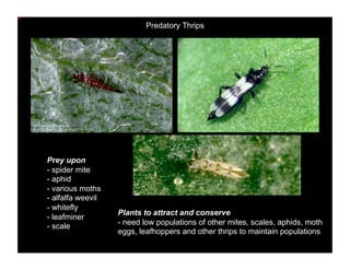 Petrify Insect Methods for Attracting and Preserving Beneficial Insects | PDF