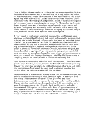 Some of the biggest insect pests here at Northwest Park are squash bugs and the Mexican
bean beetle. Controlling these pests in an organic way can be very simple. First, before
the problem even arises, chose a variety of squash or bean that these insects tend to avoid.
Squash bugs prefer members of the Cucurbit family which includes cucumbers, yellow
summer and winter (Hubbard) squash, and pumpkins. Instead, of these vulnerable species
try butternut, royal acorn, zucchini or patty pan squash. The Mexican bean beetle eats the
leaves, stems and young pods of bean plants and prefers garden beans, cowpeas and
soybeans. Planting early with fast maturing verities and picking pods as soon as they
mature may help to reduce crop damage. Bush beans are slightly more resistant than pole
beans, snap beans and lima beans, which the insect seems to prefer.

If yellow squash or pole beans are an absolute must, and these horrible insects are an
established population like at Northwest Park, control methods must be taken into effect
before the crop is totally destroyed. Before the major destruction has taken place floating
row covers can be placed over the crop. These covers can be purchased at any garden
supply company, but they must be removed to allow pollination to occur which in turn
may let some of the bugs in. Companion planting methods can also be used to help
control an established population. Catnip, tansys, radishes, nasturtiums, marigolds, bee
balm and mint help to repel squash bugs when planted as a companion to squash. Dill,
parsely, sweet clover, fennel, buckwheat, golden rod, wild carrot and amaranth can act as
a trap crop for squash bugs. Once the plant is spent it should be tilled into the ground or
completely removed and burned or buried to eliminate over-wintering sites.

Other methods of natural control involve the use of natural enemies. Tachinid flies and a
parasitic wasp, Pediobius foveolatus, parasitize the Mexican bean beetle and squash bug.
They may not help with a current crop but will limit the amount of surviving pests for the
next growing season. Unfortunately the wasp, which is not native, cannot survive
northern winters and must be re-released each growing season.

Another major pest of Northwest Park’s garden is deer. Deer are wonderfully elegant and
beautiful creatures that can destroy an entire garden over night. The best way to avoid
deer damage short of a ten foot tall fence is to plant species that deer avoid.
Unfortunately, deer seem to love every plant that people rely on for vegetables and fruit.
The next best thing would be to try a deer repellent. Deer-Off is a repellent that can be
sprayed onto garden plants to give off an odor that is repulsive to deer but hard for
humans to smell. This repellent can be home made. Blend 2-3 eggs with one quart of
water, add this mixture to a container and add enough water to make one gallon of spray.
Spray on plants and watch the deer turn their heads. The noxious smell of rotting eggs is
enough to make the deer look elsewhere but is undetectable to humans.
 