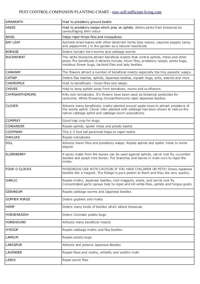 Pest Control Companion Planting Chart New Self
