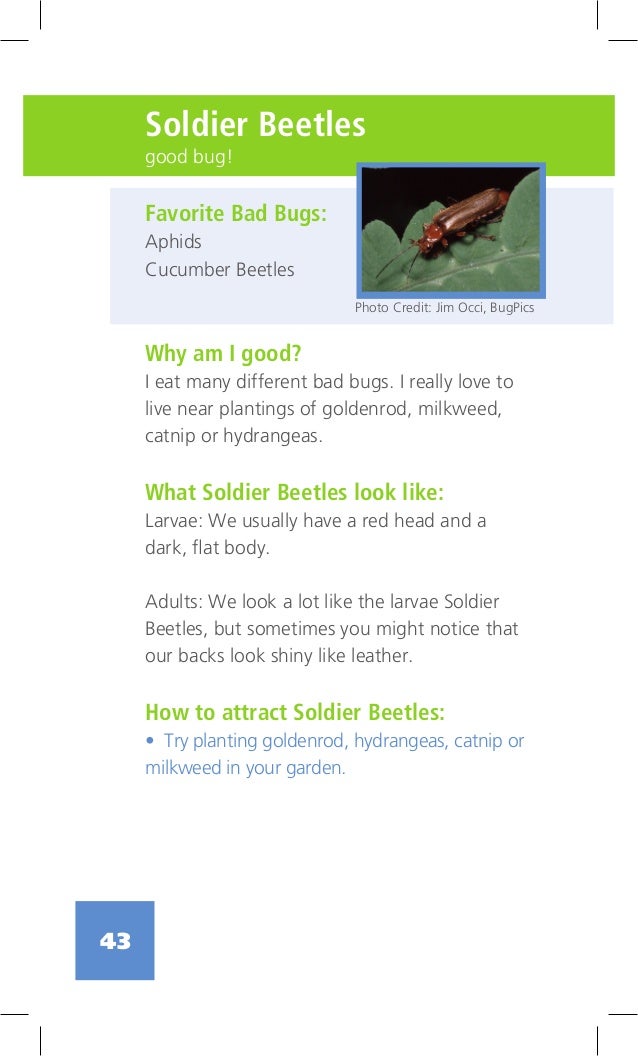 The Bug Book Southside Community Land Trust