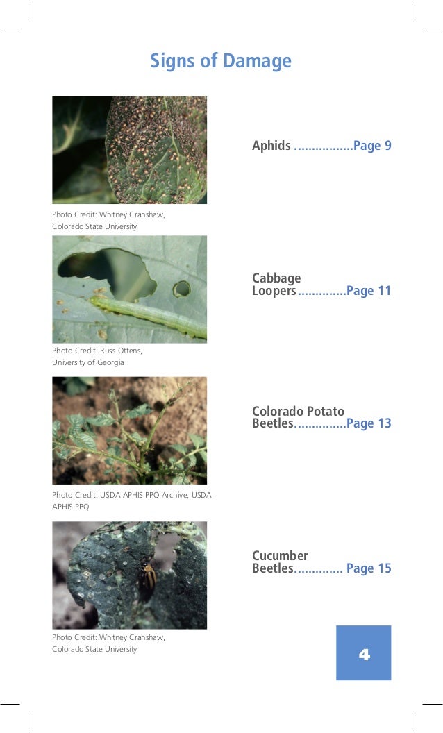 The Bug Book Southside Community Land Trust