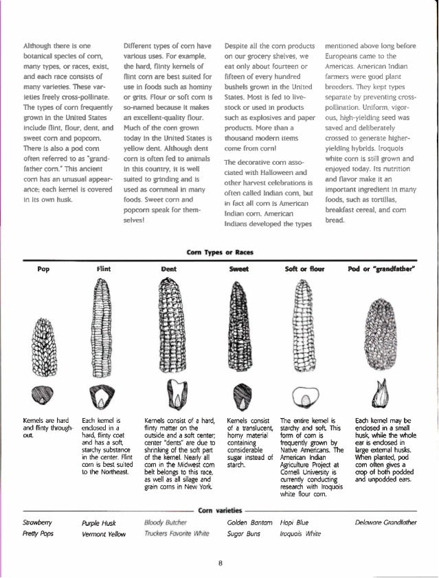 The Three Sisters Exploring an Iroquois Garden