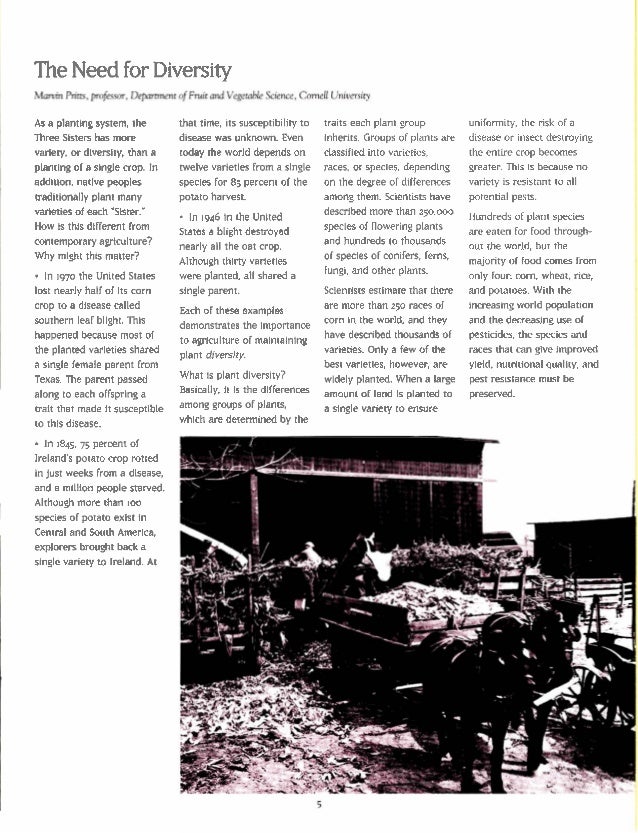 The Three Sisters Exploring an Iroquois Garden