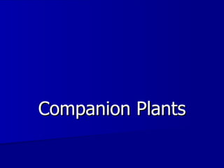 Companion Plants 