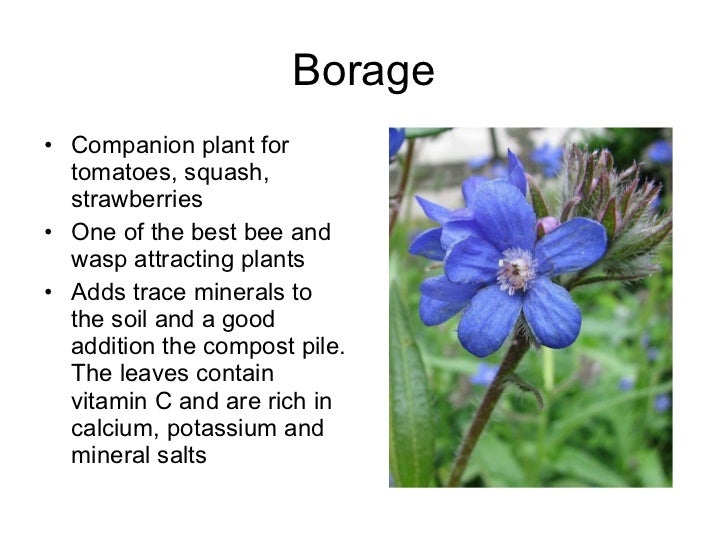 15+ Pleasing Borage Companion Planting Inspiratif Design