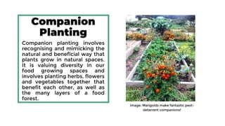 Companion
Planting
Companion planting involves recognising
and mimicking the natural and beneficial
way that plants grow in natural spaces. It
is valuing diversity in our food growing
spaces and involves planting herbs,
flowers and vegetables together that
benefit each other, as well as the many
layers of a food forest.
Image: Marigolds make fantastic pest-deterrent
companions!
 