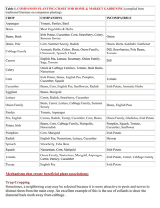 Table 1. COMPANION PLANTING CHART FOR HOME & MARKET GARDENING (compiled from
traditional literature on companion planting)
CROP                   COMPANIONS                                       INCOMPATIBLE
Asparagus              Tomato, Parsley, Basil
Beans                  Most Vegetables & Herbs
                       Irish Potato, Cucumber, Corn, Strawberry, Celery,
Beans, Bush                                                              Onion
                       Summer Savory
Beans, Pole            Corn, Summer Savory, Radish                      Onion, Beets, Kohlrabi, Sunflower
                       Aromatic Herbs, Celery, Beets, Onion Family,     Dill, Strawberries, Pole Beans,
Cabbage Family
                       Chamomile, Spinach, Chard                        Tomato
                       English Pea, Lettuce, Rosemary, Onion Family,
Carrots                                                                 Dill
                       Sage, Tomato
                       Onion & Cabbage Families, Tomato, Bush Beans,
Celery
                       Nasturtium
                       Irish Potato, Beans, English Pea, Pumpkin,
Corn                                                                    Tomato
                       Cucumber, Squash
Cucumber               Beans, Corn, English Pea, Sunflowers, Radish     Irish Potato, Aromatic Herbs
Eggplant               Beans, Marigold
Lettuce                Carrot, Radish, Strawberry, Cucumber
                       Beets, Carrot, Lettuce, Cabbage Family, Summer
Onion Family                                                            Beans, English Peas
                       Savory
Parsley                Tomato, Asparagus
Pea, English           Carrots, Radish, Turnip, Cucumber, Corn, Beans   Onion Family, Gladiolus, Irish Potato
                       Beans, Corn, Cabbage Family, Marigolds,          Pumpkin, Squash, Tomato,
Potato, Irish
                       Horseradish                                      Cucumber, Sunflower
Pumpkins               Corn, Marigold                                   Irish Potato
Radish                 English Pea, Nasturtium, Lettuce, Cucumber       Hyssop
Spinach                Strawberry, Faba Bean
Squash                 Nasturtium, Corn, Marigold                       Irish Potato
                       Onion Family, Nasturtium, Marigold, Asparagus,
Tomato                                                                  Irish Potato, Fennel, Cabbage Family
                       Carrot, Parsley, Cucumber
Turnip                 English Pea                                      Irish Potato


Mechanisms that create beneficial plant associations:

Trap Cropping
Sometimes, a neighboring crop may be selected because it is more attractive to pests and serves to
distract them from the main crop. An excellent example of this is the use of collards to draw the
diamond back moth away from cabbage .
 