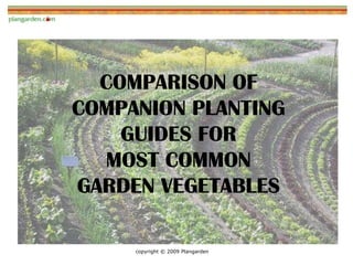 COMPARISON OF
COMPANION PLANTING
    GUIDES FOR
  MOST COMMON
GARDEN VEGETABLES

     copyright © 2009 Plangarden
 