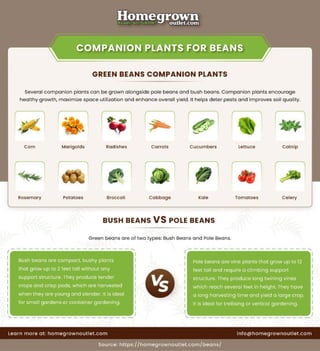 What Are the Companion Plants for Green Beans