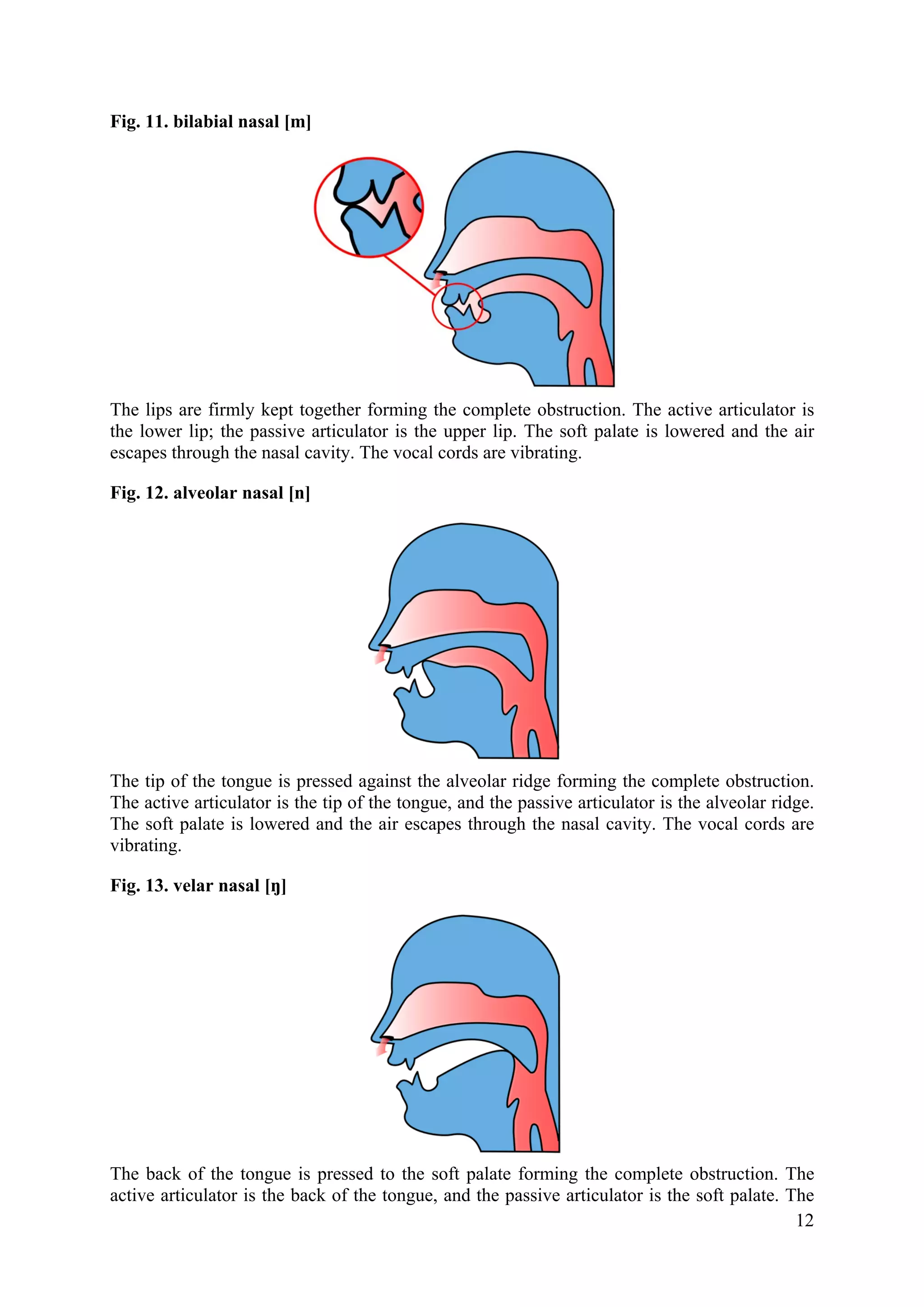 Fig. 11. bilabial nasal [m] 
The lips are firmly kept together forming the complete obstruction. The active articulator is the lower lip; the passive articulator is the upper lip. The soft palate is lowered and the air escapes through the nasal cavity. The vocal cords are vibrating. 
Fig. 12. alveolar nasal [n] 
The tip of the tongue is pressed against the alveolar ridge forming the complete obstruction. The active articulator is the tip of the tongue, and the passive articulator is the alveolar ridge. The soft palate is lowered and the air escapes through the nasal cavity. The vocal cords are vibrating. 
Fig. 13. velar nasal [ŋ] 
The back of the tongue is pressed to the soft palate forming the complete obstruction. The active articulator is the back of the tongue, and the passive articulator is the soft palate. The 
12 
 