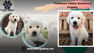 www.tristargoldens.com
Tennessee Golden Retrievers
Puppies
 