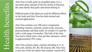 Healthbenefits
Aloe Vera is really quite an incredible plant. It is a
succulent plant and part of the lily family (Liliaceae),
the same family that garlic and onions belong to.
Different parts of the plant are used for different effects
on the body and Aloe Vera has both internal and
external applications.
Aloe Vera contains over 200 active components
including vitamins, minerals, amino acids, enzymes,
polysaccharide, and fatty acids- no wonder it’s used for
such a wide range of remedies. The bulk of the Aloe
Vera leaf is filled with a clear gel-like substance, which
is approximately 99% water.
Aloe Vera contains many vitamins including A, C, E,
folic acid, choline, B1, B2, B3 (niacin), B6. Aloe Vera
is also one of the few plants that contains vitamin B12.
 
