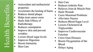  Antioxidant and antibacterial
properties
 Accelerates the healing of burns
 Reduces dental plaque
 Helps treat cancer sores
 Heals Side Effects of
Radiotherapy
 Reduces constipation
 Improve skin and prevent
wrinkles
 Lowers blood sugar levels
 Improves Digestion
 Boosts Immunity
 Skin Care
 Hair Care
 Reduces Arthritis Pain
 Relieves Joint & Muscle Pain
 Heals Wounds
 Cures Menstrual Problems
 Alleviates Nausea
 Reduces Blood Sugar Level
 Lowers Cholesterol &
Triglycerides
 Improves Cardiovascular
Function
 Cures Gum Diseases
 Boosts Oxygenation of the
Blood
 Delays Aging
HealthBenefits
 