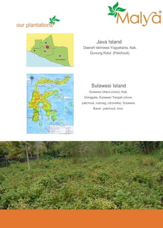 our plantations
Java Island
Daerah Istimewa Yogyakarta, Kab.
Gunung Kidul: (Patchouli)
Kab. Gunung Kidul

Sulawesi Island
Sulawesi Utara (clove); Kab.
Donggala, Sulawesi Tengah (clove,
patchouli, nutmeg, citronella); Sulawesi
Barat : patchouli, lime.

 