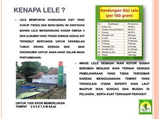 KENAPA LELE ?
 LELE MEMPUNYAI KANDUNGAN GIZY YANG
CUKUP TINGGI DAN BARU-BARU INI DIKETAHUI
BAHWA LELE MENGANDUNG KADAR OMEGA 3
DAN ALBUMIN YANG TINGGI DIMANA KEDUA ZAT
TERSEBUT BERFUNGSI UNTUK KEKEBALAN
TUBUH ORANG DEWASA DAN BAIK
DIKONSUMSI UNTUK ANAK-ANAK DALAM MASA
PERTUMBUHAN.
 IMAGE LELE SEBAGAI IKAN KOTOR SUDAH
BERUBAH MENJADI IKAN TERNAK DENGAN
PEMELIHARAAN YANG TIDAK TERCEMAR
KARENA MENGGUNAKAN TEMPAT YANG
TERISOLASI (TIDAK SEPERTI IKAN LAUT
MAUPUN IKAN SUNGAI) DAN MUDAH DI
PELIHARA , SERTA KUAT TERHADAP PENYAKIT.
UNTUK 1000 EKOR MEMERLUKAN
TEMPAT 2 X 5 X 1,5 M SAJA
 