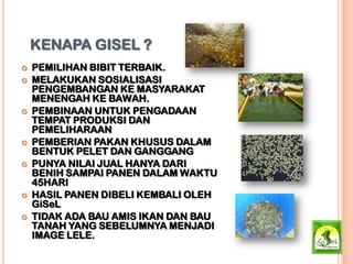 KENAPA GISEL ?
 PEMILIHAN BIBIT TERBAIK.
 MELAKUKAN SOSIALISASI
PENGEMBANGAN KE MASYARAKAT
MENENGAH KE BAWAH.
 PEMBINAAN UNTUK PENGADAAN
TEMPAT PRODUKSI DAN
PEMELIHARAAN
 PEMBERIAN PAKAN KHUSUS DALAM
BENTUK PELET DAN GANGGANG
 PUNYA NILAI JUAL HANYA DARI
BENIH SAMPAI PANEN DALAM WAKTU
45HARI
 HASIL PANEN DIBELI KEMBALI OLEH
GiSeL
 TIDAK ADA BAU AMIS IKAN DAN BAU
TANAH YANG SEBELUMNYA MENJADI
IMAGE LELE.
 