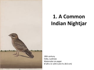 1. A Common 
Indian Nightjar 
18th century 
India, Lucknow 
Watercolor on paper 
8 5/8 x 11 1/8 in.(21.9 x 28.3 cm) 
 