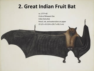 2. Great Indian Fruit Bat 
ca. 1777–82 
Circle of Bhawani Das 
India (Calcutta) 
Pencil, ink, and watercolors on paper 
23 1/2 x 32 3/4 in.(59.7 x 83.2 cm) 
 