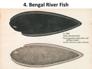 4. Bengal River Fish 
ca. 1804 
India; Calcutta School 
Pencil, gouache, watercolor, and 
gilding on paper 
14 1/4 x 20 1/2 in. (36.1 x 52 cm) 
 