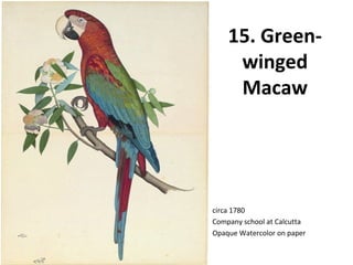 15. Green-winged 
Macaw 
circa 1780 
Company school at Calcutta 
Opaque Watercolor on paper 
 